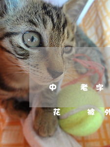 中華老字號(hào)商標(biāo)“叫花雞” 被外地企業(yè)拍走；用“鮑師傅”商標(biāo)賣(mài)糕點(diǎn)侵權(quán)，易尚餐飲3加盟商被判賠償